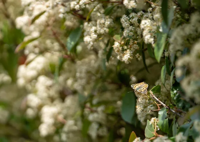Aifen - Pentru Toata Familia In - Cu Gradina Proprie, La 2 Pasi De Plaja 4*