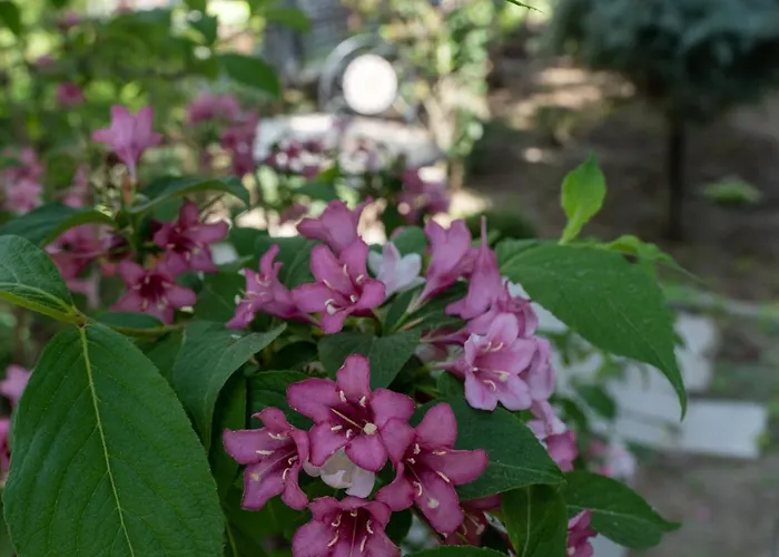アパート Aifen - Pentru Toata Familia In - Cu Gradina Proprie, La 2 Pasi De Plaja
